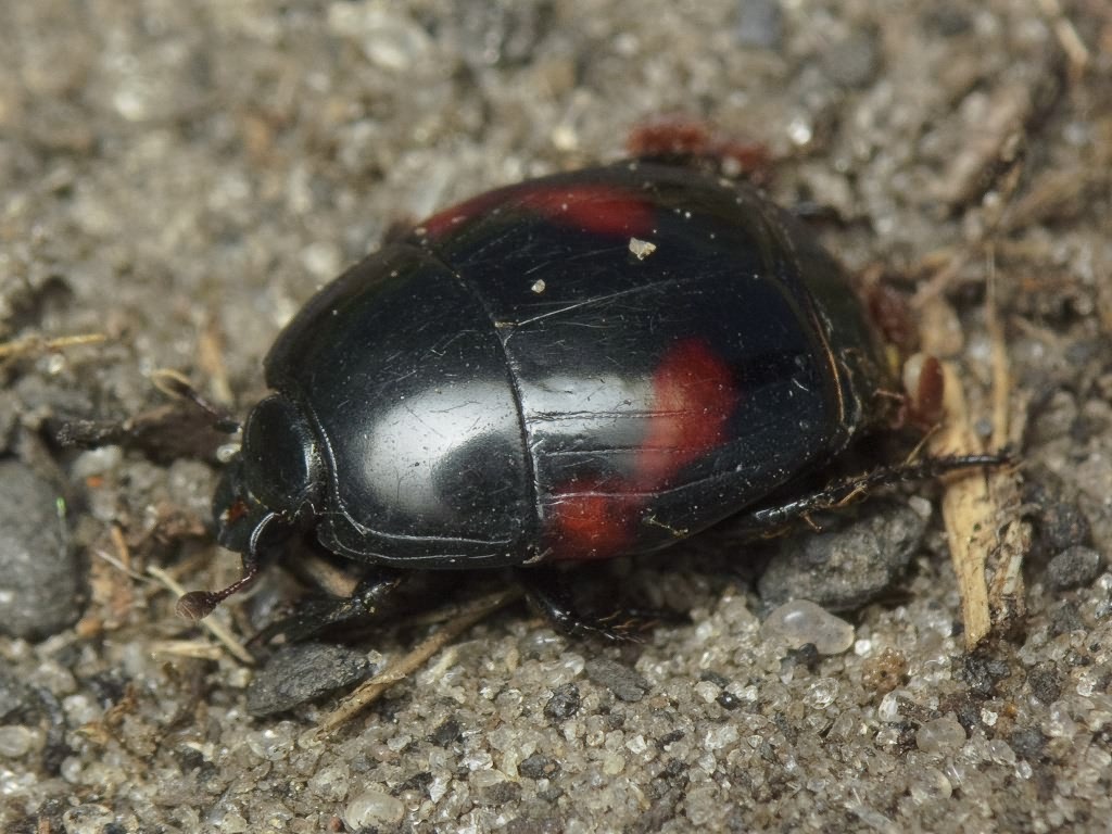 Hister quadrinotatus L.G. Scriba, 1790